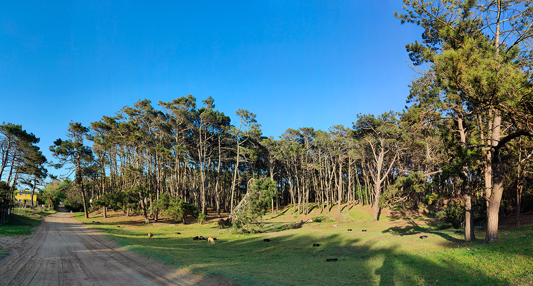 Bosque de Mar Azul - Disfrutalo desde Akina Casa de Playa