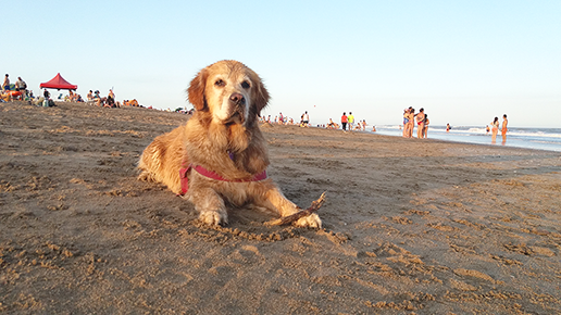 Mascotas en la playa de Mar Azul